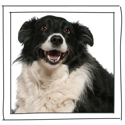 Border Collie