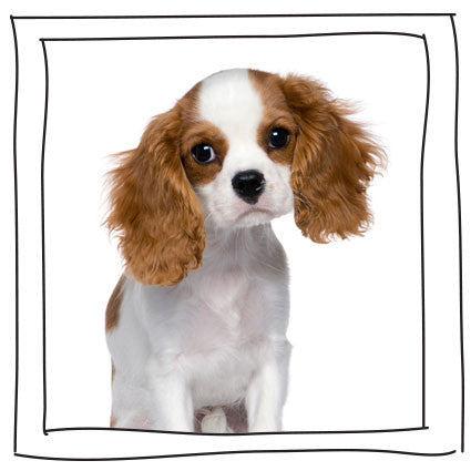 Cavalier King Charles Spaniel