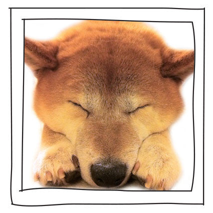 Shiba Inu